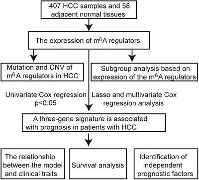 N6-Methyladenosine RNA Methylation Regulators Have Clinical Prognostic Values in Hepatocellular Carcinoma